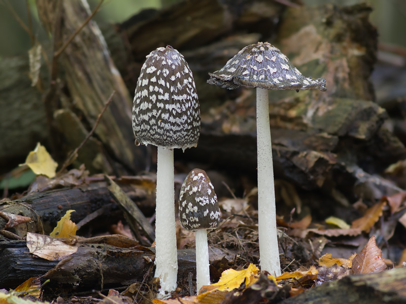 Coprinopsis picacea